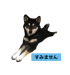黒柴あずき4（個別スタンプ：19）