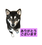黒柴あずき4（個別スタンプ：20）