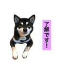 黒柴あずき4（個別スタンプ：23）
