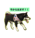 黒柴あずき4（個別スタンプ：24）
