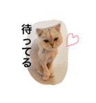asaminminnn（個別スタンプ：6）