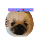 cawaii Dog（個別スタンプ：1）