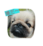 cawaii Dog（個別スタンプ：2）