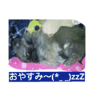 cawaii Dog（個別スタンプ：3）