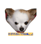 cawaii Dog（個別スタンプ：5）