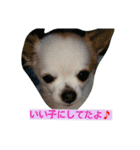 cawaii Dog（個別スタンプ：8）