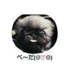 cawaii Dog（個別スタンプ：10）