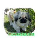 cawaii Dog（個別スタンプ：11）