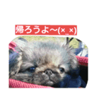 cawaii Dog（個別スタンプ：12）