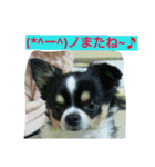 cawaii Dog（個別スタンプ：13）
