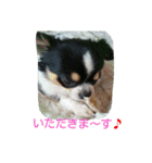 cawaii Dog（個別スタンプ：14）