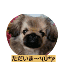 cawaii Dog（個別スタンプ：15）
