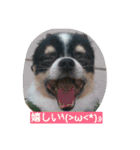 cawaii Dog（個別スタンプ：16）