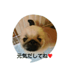 ペキニーズのプリン（個別スタンプ：1）