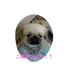 ペキニーズのプリン（個別スタンプ：2）