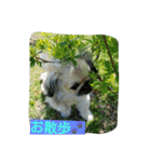 ペキニーズのプリン（個別スタンプ：4）