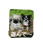 ペキニーズのプリン（個別スタンプ：5）