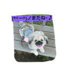 ペキニーズのプリン（個別スタンプ：6）