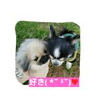 ペキニーズのプリン（個別スタンプ：7）