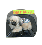 ペキニーズのプリン（個別スタンプ：9）