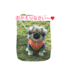 ペキニーズのプリン（個別スタンプ：13）