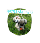 ペキニーズのプリン（個別スタンプ：14）