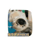 ペキニーズのプリン（個別スタンプ：16）