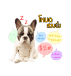 Oreo frenchie（個別スタンプ：5）