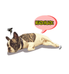 Oreo frenchie（個別スタンプ：6）