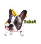 Oreo frenchie（個別スタンプ：7）
