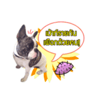 Oreo frenchie（個別スタンプ：8）