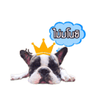 Oreo frenchie（個別スタンプ：9）