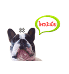 Oreo frenchie（個別スタンプ：10）