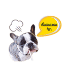 Oreo frenchie（個別スタンプ：13）