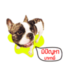 Oreo frenchie（個別スタンプ：16）
