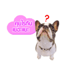 Oreo frenchie（個別スタンプ：17）