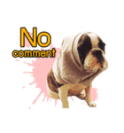 Oreo frenchie（個別スタンプ：18）