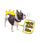 Oreo frenchie（個別スタンプ：21）