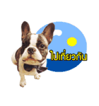 Oreo frenchie（個別スタンプ：23）