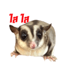 MAPLE (sugarglider)（個別スタンプ：2）