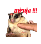 MAPLE (sugarglider)（個別スタンプ：3）