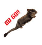 MAPLE (sugarglider)（個別スタンプ：4）