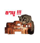 MAPLE (sugarglider)（個別スタンプ：5）