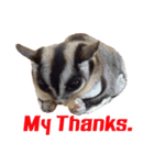 MAPLE (sugarglider)（個別スタンプ：6）