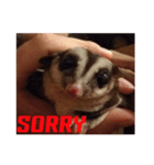 MAPLE (sugarglider)（個別スタンプ：7）