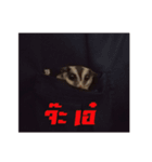 MAPLE (sugarglider)（個別スタンプ：8）