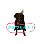 ペット達三年二組（個別スタンプ：1）