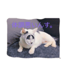 ペット達三年二組（個別スタンプ：6）