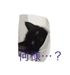 ペット達三年二組（個別スタンプ：8）