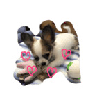 チワワのみき❤️ゆき（個別スタンプ：12）